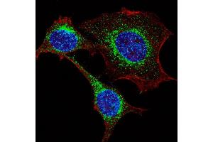 Fluorescent confocal image of HeLa cells stained with IFITM3 (N-term) antibody.