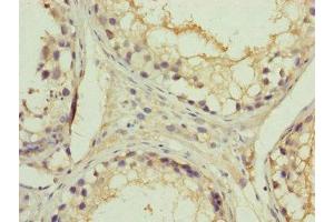 Immunohistochemistry of paraffin-embedded human testis tissue using ABIN7151092 at dilution of 1:100 (RNF41 anticorps  (AA 1-317))