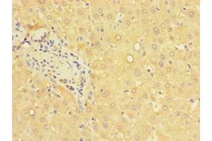 Immunohistochemistry of paraffin-embedded human liver tissue using ABIN7166614 at dilution of 1:100 (PCBD1 anticorps  (AA 2-104))