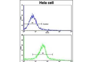 Flow cytometric analysis of hela cells using (bottom histogram) compared to a negative control cell (top histogram). (Glutaredoxin 2 anticorps  (C-Term))