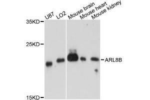 Western blot analysis of extracts of various cell lines, using ARL8B antibody. (ARL8B anticorps  (AA 127-186))