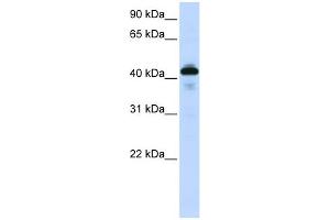 WB Suggested Anti-SFTPB Antibody Titration:  0. (SFTPB anticorps  (Middle Region))