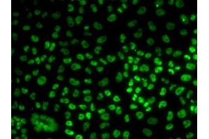 Immunofluorescence analysis of U2OS cells using BUB3 antibody. (BUB3 anticorps  (AA 1-328))