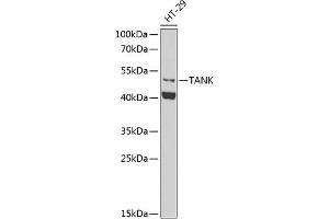 Western blot analysis of extracts of HT-29 cells, using TANK antibody (ABIN6130727, ABIN6148843, ABIN6148844 and ABIN6222498) at 1:1000 dilution. (TANK anticorps  (AA 1-119))