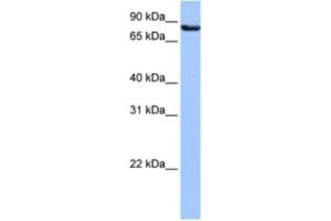 Western Blotting (WB) image for anti-Ubiquilin 3 (UBQLN3) antibody (ABIN2463599) (Ubiquilin 3 anticorps)