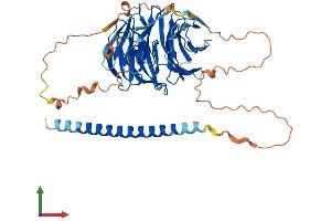 AlphaFold protein structure predicition of Mouse Recombinant Poc1b Protein, UniprotID Q8BHD1