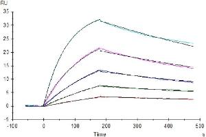 Human M-CSF, His Tag captured on CM5 Chip via Anti-his Antibody can bind Human M-CSF R, hFc Tag with an affinity constant of 0.