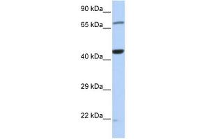 WB Suggested Anti-TUFM Antibody Titration: 0. (TUFM anticorps  (Middle Region))