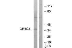 Western Blotting (WB) image for anti-Olfactory Receptor, Family 4, Subfamily C, Member 3 (OR4C3) (Internal Region) antibody (ABIN1853234) (OR4C3 anticorps  (Internal Region))