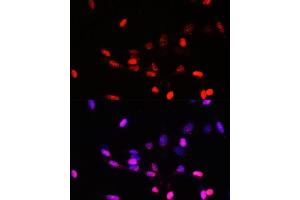Immunofluorescence analysis of NIH/3T3 cells using J/CSN5/J/CSN5/COPS5 antibody  at dilution of 1:100. (COPS5 anticorps  (AA 1-334))