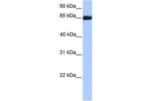 Western Blotting (WB) image for anti-Retinoid X Receptor, beta (RXRB) antibody (ABIN2461920) (Retinoid X Receptor beta anticorps)