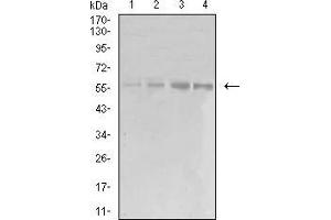 Western blot analysis using EIF5 mouse mAb against K562 (1), COS7 (2), Hela (3), and A431 (4) cell lysate.