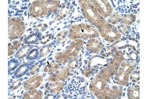 anti-Transmembrane Protein 8B (TMEM8B) (N-Term) antibody