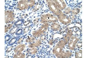 C9ORF127 antibody was used for immunohistochemistry at a concentration of 4-8 ug/ml to stain Epithelial cells of renal tubule (arrows) in Human Kidney. (TMEM8B anticorps  (N-Term))