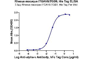 Integrin alpha V, Integrin beta 6 (ITGAV/ITGB6) (AA 31-993) protein (His tag)