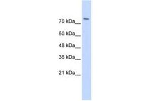 Image no. 1 for anti-WW Domain Containing E3 Ubiquitin Protein Ligase 2 (WWP2) (AA 395-444) antibody (ABIN6743155) (WWP2 anticorps  (AA 395-444))