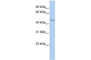 EIF3E antibody used at 1 ug/ml to detect target protein. (EIF3E anticorps  (Middle Region))