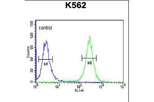 Flow cytometric analysis of K562 cells (right histogram) compared to a negative control cell (left histogram). (ACSM1 anticorps  (N-Term))