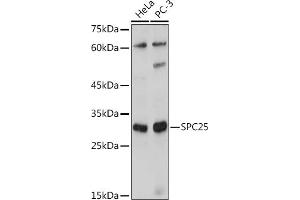Western blot analysis of extracts of various cell lines, using SPC25 antibody (ABIN7270515) at 1:1000 dilution.