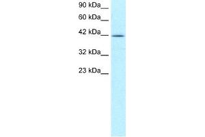WB Suggested Anti-NFYA Antibody Titration: 5.