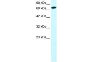 Western Blotting (WB) image for anti-Signal Transducer and Activator of Transcription 4 (STAT4) antibody (ABIN2460707) (STAT4 anticorps)