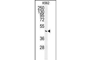 Western blot analysis of G6PC Antibody (Center) (ABIN651417 and ABIN2840227) in K562 cell line lysates (35 μg/lane). (G6PC anticorps  (AA 123-149))