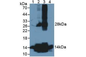 Figure 1. (HBA1 anticorps  (AA 1-142))