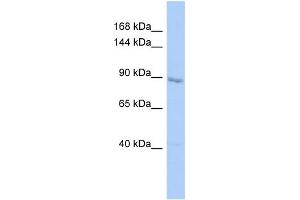Host:  Rabbit  Target Name:  UHRF1  Sample Type:  HepG2 Whole cell lysates  Antibody Dilution:  1. (UHRF1 anticorps  (C-Term))