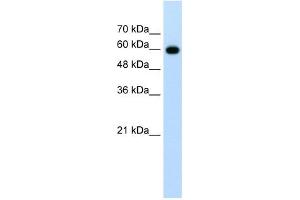 CDC23 antibody used at 1. (CDC23 anticorps)
