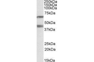 Western Blotting (WB) image for anti-Paraoxonase 2 (PON2) (Internal Region) antibody (ABIN2464601) (PON2 anticorps  (Internal Region))