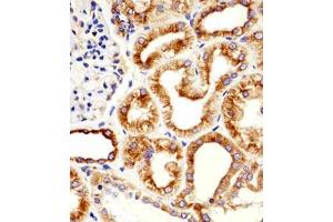 Immunohistochemical staining of paraffin-embedded human kidney section reacted with TUBB monoclonal antibody  at 1:25 dilution.