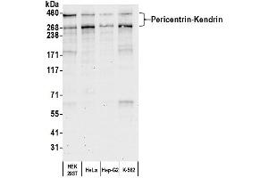 Western Blotting (WB) image for anti-Pericentrin (PCNT) (AA 175-225) antibody (ABIN7453380)