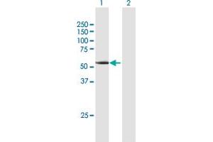 Western Blot analysis of CCNA1 expression in transfected 293T cell line by CCNA1 MaxPab polyclonal antibody. (Cyclin A1 anticorps  (AA 1-464))