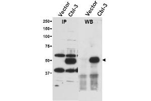 Image no. 1 for anti-Cbl proto-oncogene C (CBLC) (AA 444-458) antibody (ABIN401316) (CBLC anticorps  (AA 444-458))