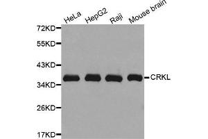 Western blot analysis of extracts of various cell lines, using CRKL antibody. (CrkL anticorps)