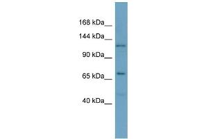 Host: Rabbit Target Name: POLRMT Sample Type: OVCAR-3 Whole Cell lysates Antibody Dilution: 1. (POLRMT anticorps  (C-Term))