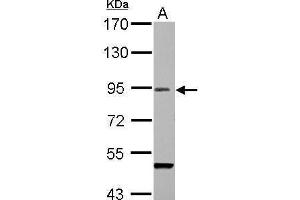 WB Image Sample (30 ug of whole cell lysate) A: BCL-1 7.