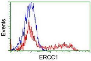 HEK293T cells transfected with either RC200478 overexpress plasmid (Red) or empty vector control plasmid (Blue) were immunostained by anti-ERCC1 antibody (ABIN2455549), and then analyzed by flow cytometry. (ERCC1 anticorps)