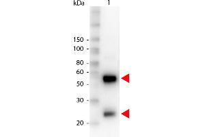 Western Blot of Peroxidase conjugated Rabbit anti-Swine IgG antibody. (Lapin anti-Porc IgG (Heavy & Light Chain) Anticorps (HRP))