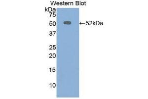 Western Blotting (WB) image for anti-Chromogranin B (Secretogranin 1) (CHGB) (AA 309-484) antibody (ABIN1858400)