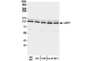 Western Blotting (WB) image for anti-Ubiquitin Specific Peptidase 7 (Herpes Virus-Associated) (USP7) (AA 1-50) antibody (ABIN7453547) (USP7 anticorps  (AA 1-50))