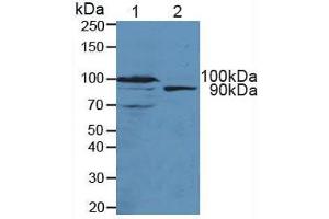 Western blot analysis of (1) Mouse Pancreas Tissue and (2) Human 293T Cells.