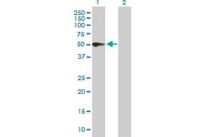 Western Blot analysis of PSG3 expression in transfected 293T cell line by PSG3 MaxPab polyclonal antibody. (PSG3 anticorps  (AA 1-428))
