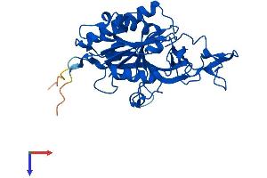 AlphaFold protein structure predicition of Mouse Recombinant Acy3 Protein, UniprotID Q91XE4