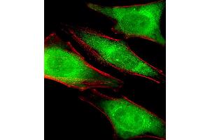 Fluorescent image of Hela cells stained with PRS4 Antibody . (PSMC1 anticorps  (C-Term))