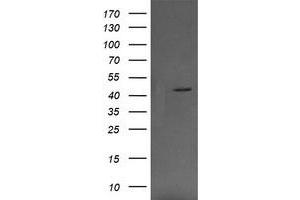 Image no. 4 for anti-Mitogen-Activated Protein Kinase Kinase 1 (MAP2K1) antibody (ABIN1499390) (MEK1 anticorps)