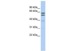 Beta Tubulin 2A antibody used at 1 ug/ml to detect target protein. (beta Tubulin 2A (N-Term) anticorps)