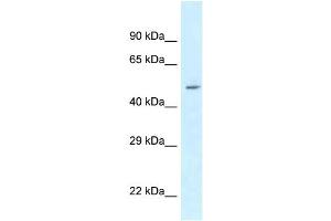 WB Suggested Anti-ATXN10 Antibody Titration: 1. (Ataxin 10 anticorps  (N-Term))