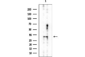 Western blot analysis of lysates from Mouse testis, using Annexin A2 Mouse Monoclonal Antibody at 1/1000 dilution.