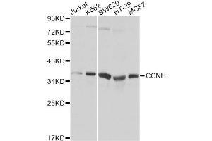 Western blot analysis of extracts of various cell lines, using CCNH Antibody.